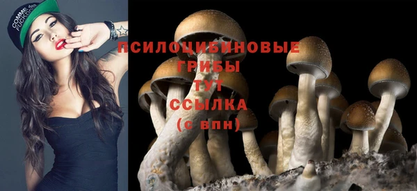 индика Алзамай